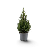 Kleine Weißfichte (Picea glauca ‘December’) im dunkelgrauen Pflanztopf