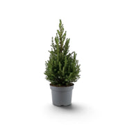 Kleine Weißfichte (Picea glauca ‘December’) im dunkelgrauen Pflanztopf