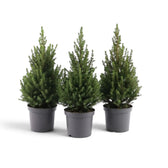 Drei kleine Weißfichten (Picea glauca ‘December’) in grauen Pflanztöpfen
