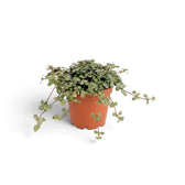 Baby Pilea ‘Greyzy’ spilling over a terracotta pot with tiny silver-green leaves