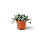 Potted baby Pilea ‘Greyzy’ with dense silver-green foliage