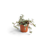 Baby Pilea ‘Greyzy’ with red trailing stems in a terracotta pot