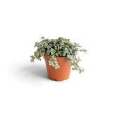 Full baby Pilea ‘Greyzy’ with softly trailing foliage