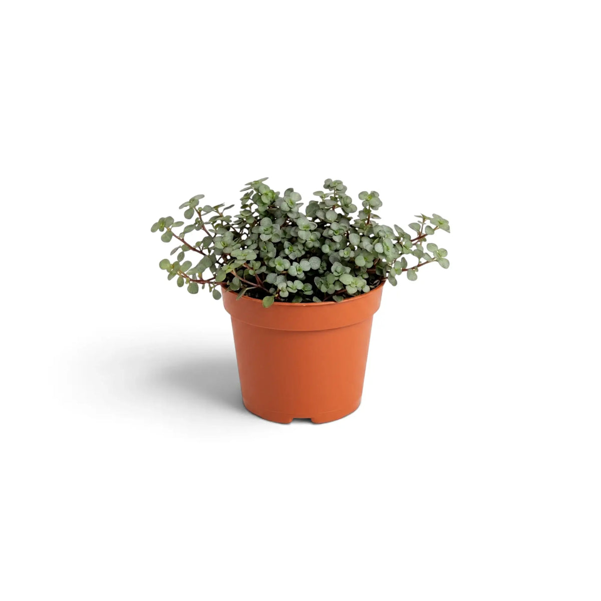 Baby Pilea ‘Greyzy’ with compact silver-green foliage in a terracotta pot