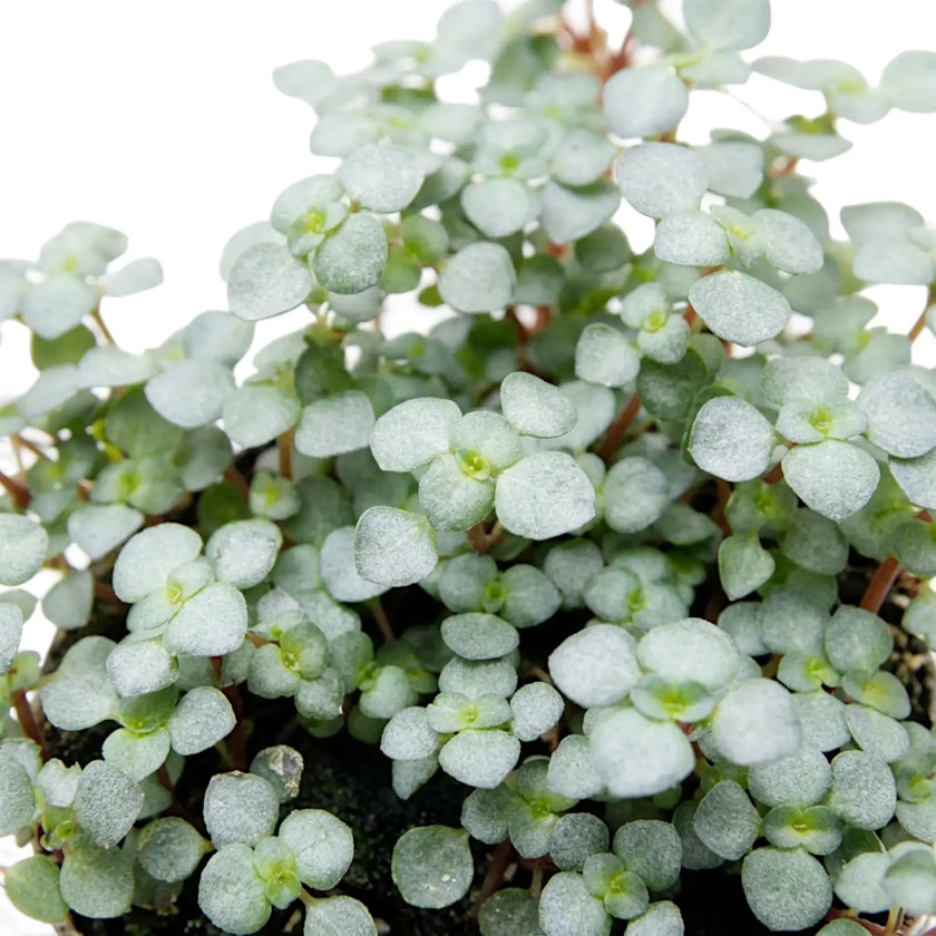 Macro view of Pilea ‘Greyzy’ showing tiny textured silver-green leaves