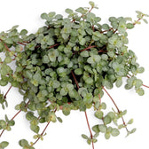 Top view of cascading Pilea ‘Greyzy’ foliage with round silver leaves