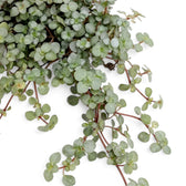 Close-up of trailing Pilea ‘Greyzy’ stems and dense silver foliage