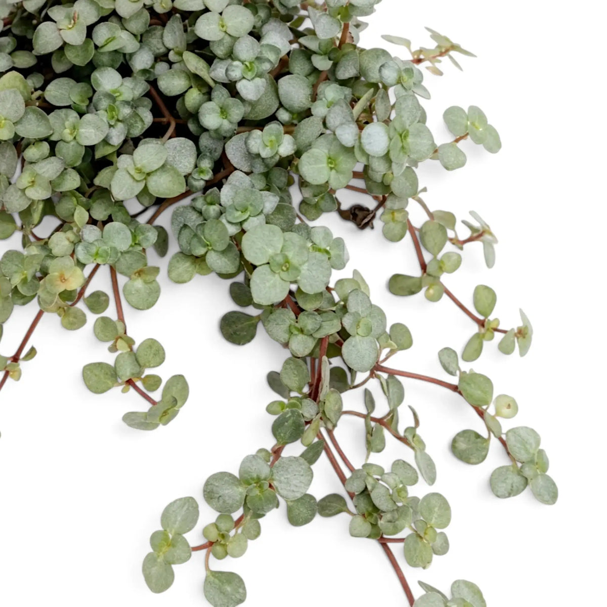 Close-up of trailing Pilea ‘Greyzy’ stems and dense silver foliage