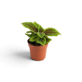 Pilea involucrata ‘Moon Valley’ als Jungpflanze mit stark gekräuselten grünen Blättern und dunklen Blattadern
