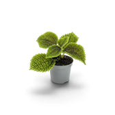Pilea involucrata ‘Moon Valley’ als Jungpflanze mit strukturierten ovalen Blättern, gekerbten Rändern und dunklen Adern