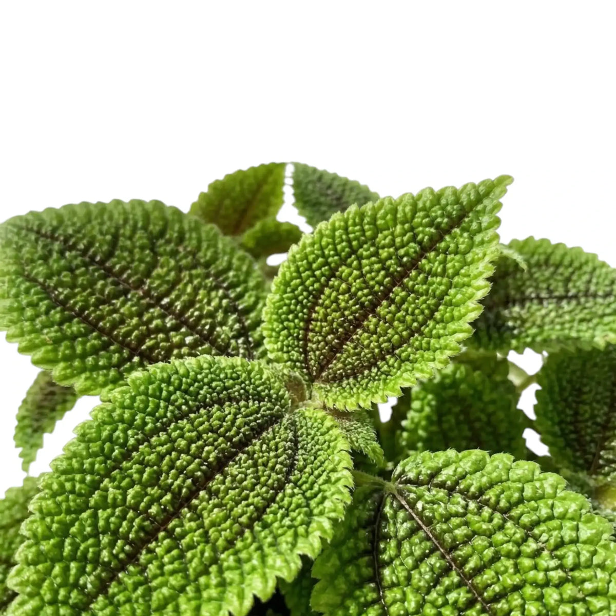 Blattdetail von Pilea involucrata ‘Moon Valley’ mit erhabenen grünen Adern und bronzevioletten Blattmitten