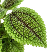 Nahaufnahme des Laubs von Pilea involucrata ‘Moon Valley’ mit ausgeprägt strukturierter Oberfläche und deutlich hervortretenden Mitteladern