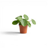 Pilea peperomioides-Jungpflanze im Kulturtopf vor weißem Hintergrund