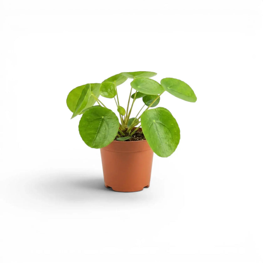 Pilea peperomioides-Jungpflanze im Kulturtopf vor weißem Hintergrund