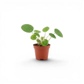 Pilea peperomioides-Jungpflanze im Kulturtopf vor weißem Hintergrund