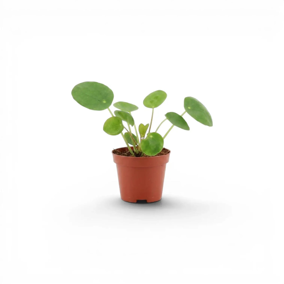 Pilea peperomioides-Jungpflanze im Kulturtopf vor weißem Hintergrund