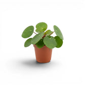 Pilea peperomioides-Jungpflanze im Kulturtopf vor weißem Hintergrund