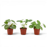 Pilea peperomioides-Jungpflanze im Kulturtopf vor weißem Hintergrund