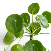 Nahaufnahme der Blätter von Pilea peperomioides vor weißem Hintergrund