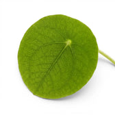 Nahaufnahme der Blätter von Pilea peperomioides vor weißem Hintergrund