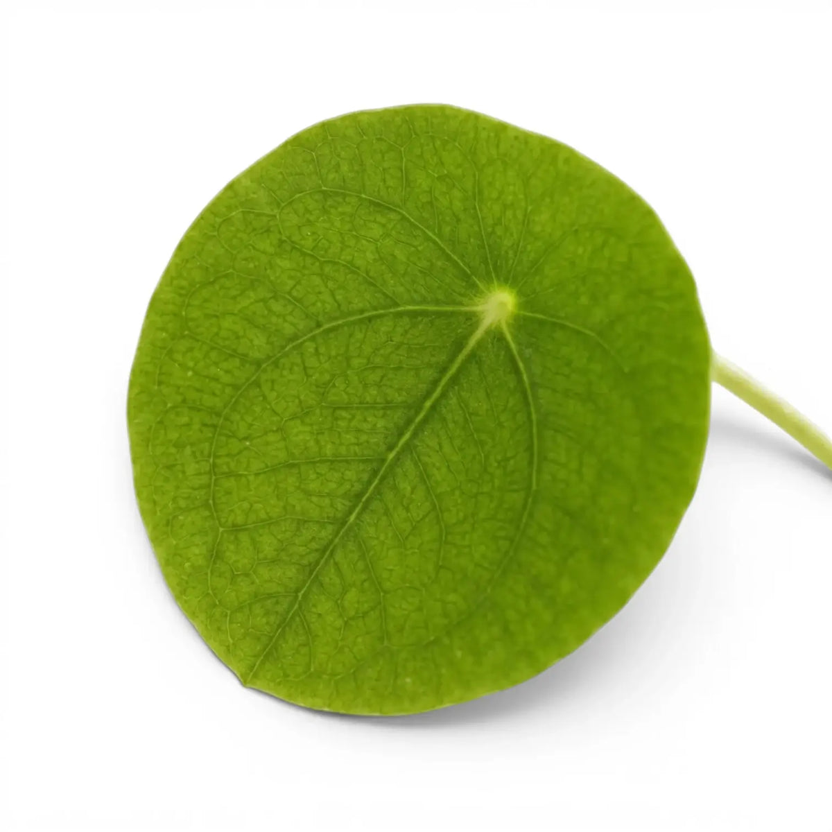 Nahaufnahme der Blätter von Pilea peperomioides vor weißem Hintergrund