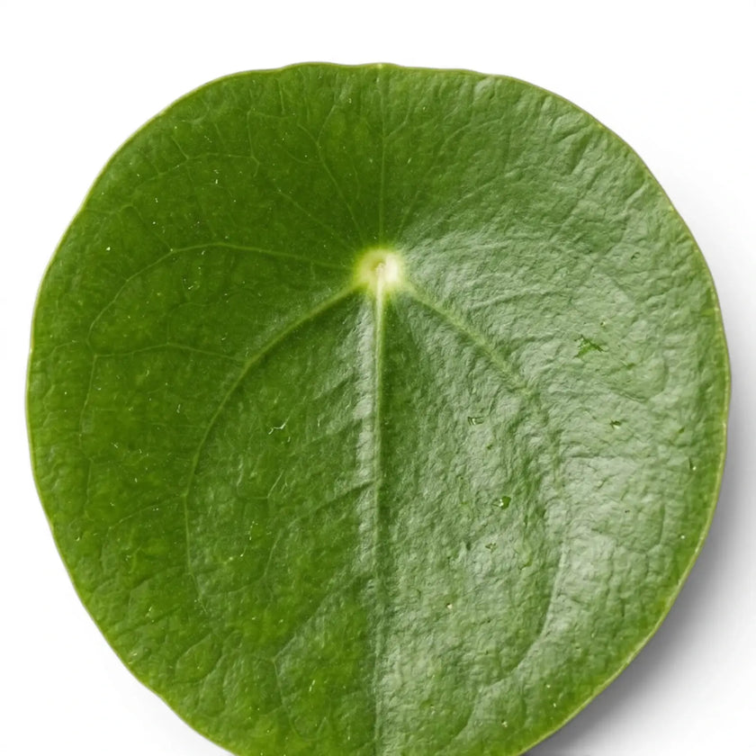 Nahaufnahme eines runden, grünen Blattes von Pilea peperomioides vor weißem Hintergrund