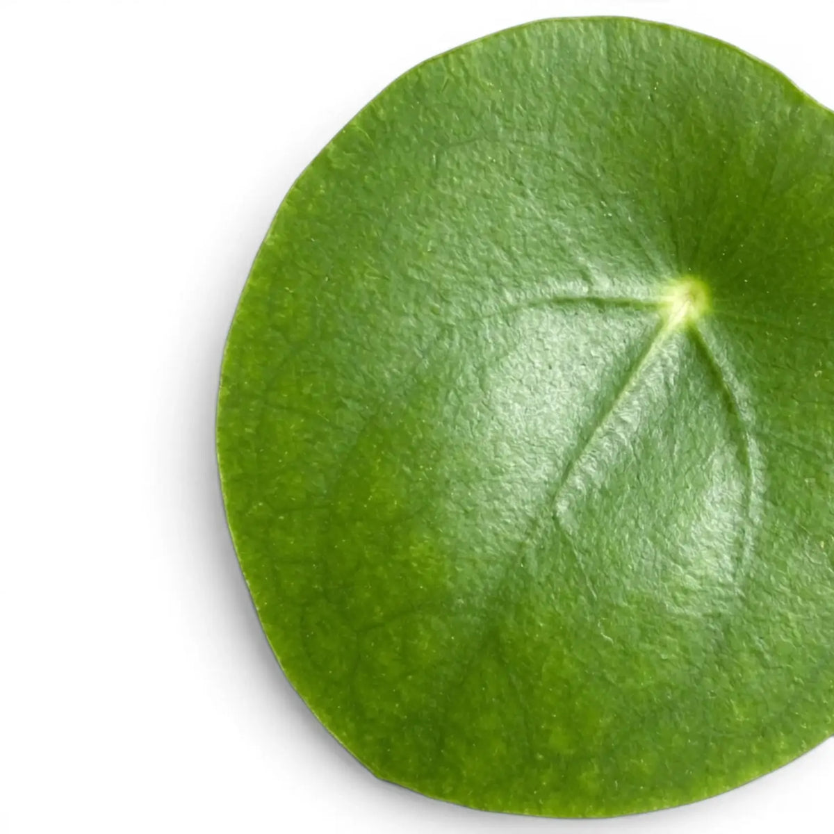 Nahaufnahme eines runden, grünen Blattes von Pilea peperomioides vor weißem Hintergrund