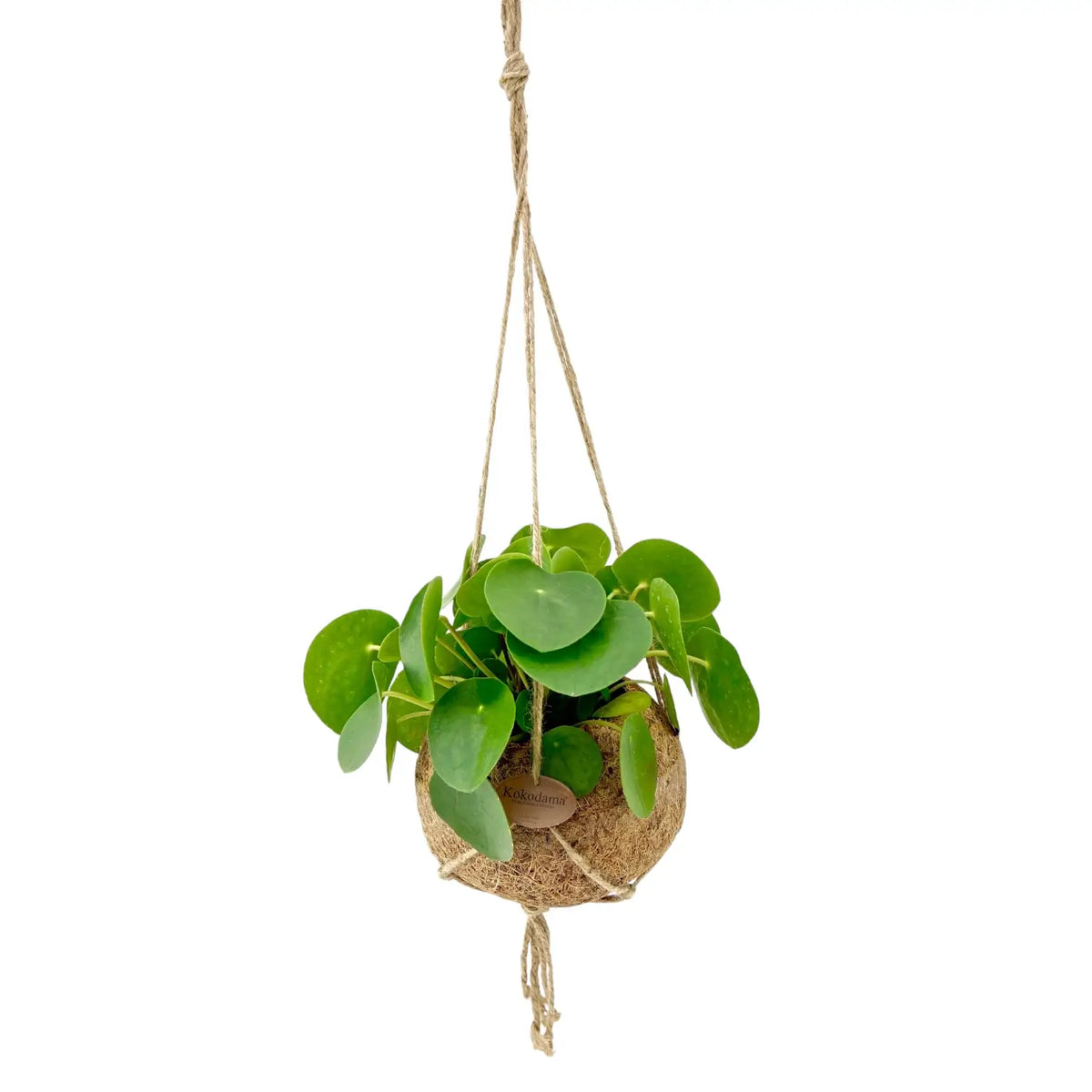 Pilea peperomioides in Kokodama – Topfpflanze im Kulturtopf vor weißem Hintergrund, Produktfoto 2.