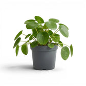 Pilea peperomioides mit runden, grünen Blättern im Kulturtopf vor weißem Hintergrund
