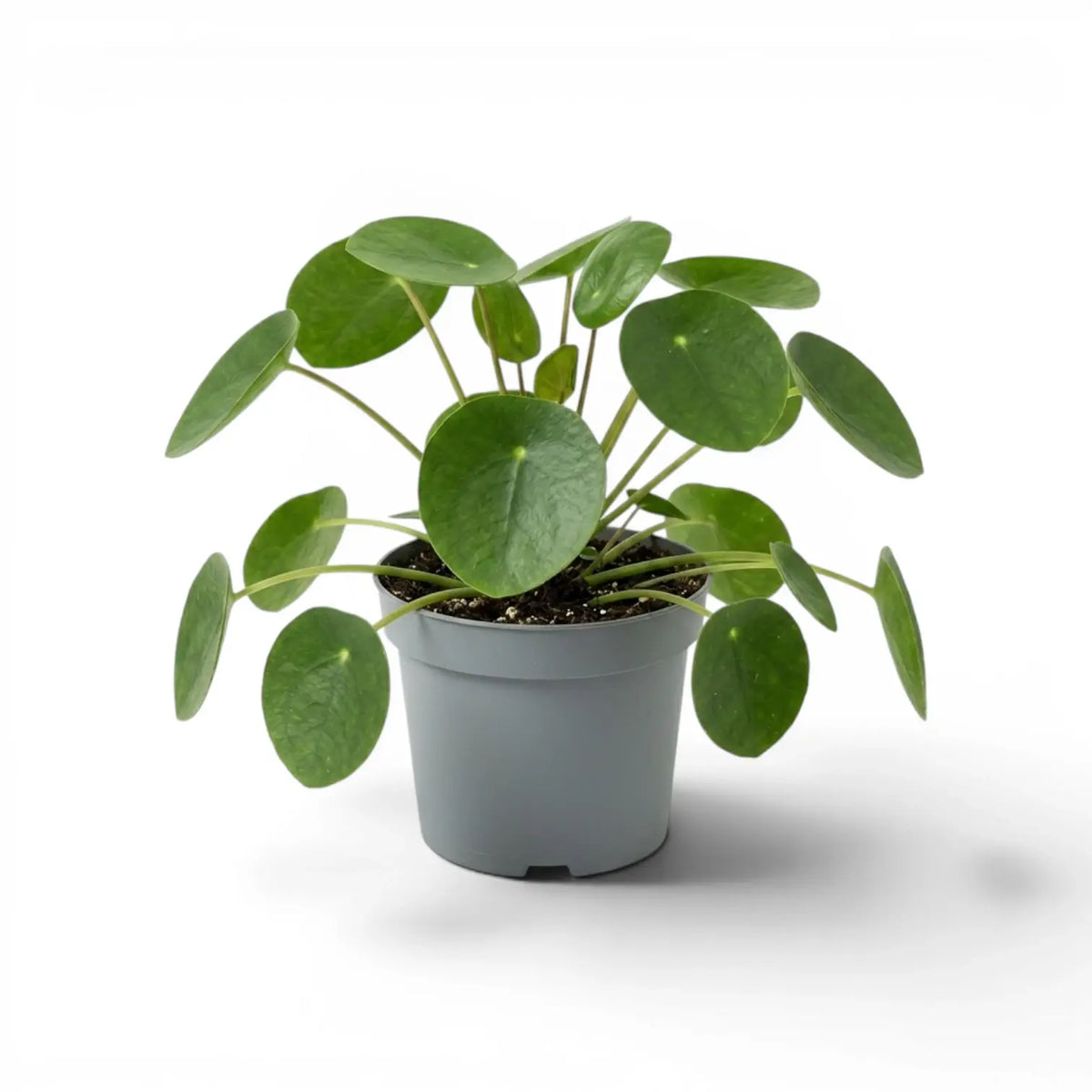 Pilea peperomioides mit runden, grünen Blättern im Kulturtopf vor weißem Hintergrund