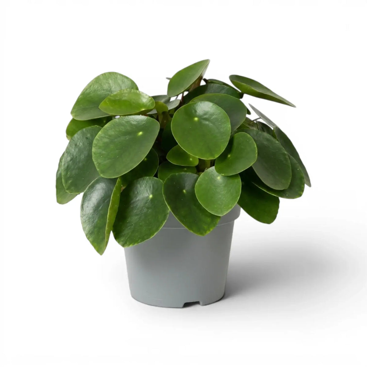Pilea peperomioides mit runden, grünen Blättern im Kulturtopf vor weißem Hintergrund