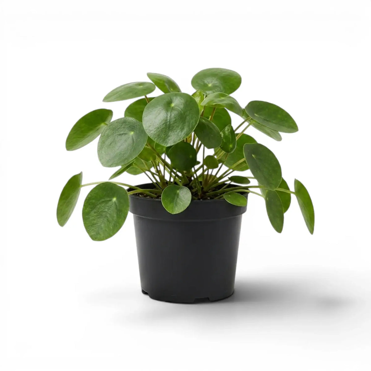 Pilea peperomioides mit runden, grünen Blättern im Kulturtopf vor weißem Hintergrund