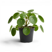 Pilea peperomioides mit runden, grünen Blättern im Kulturtopf vor weißem Hintergrund