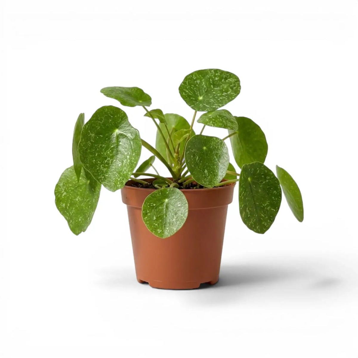 Pilea peperomioides Sugar plant with round variegated leaves in a nursery pot against a white background