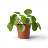 Pilea peperomioides Sugar mit runden, panaschierten Blättern im Kulturtopf vor weißem Hintergrund