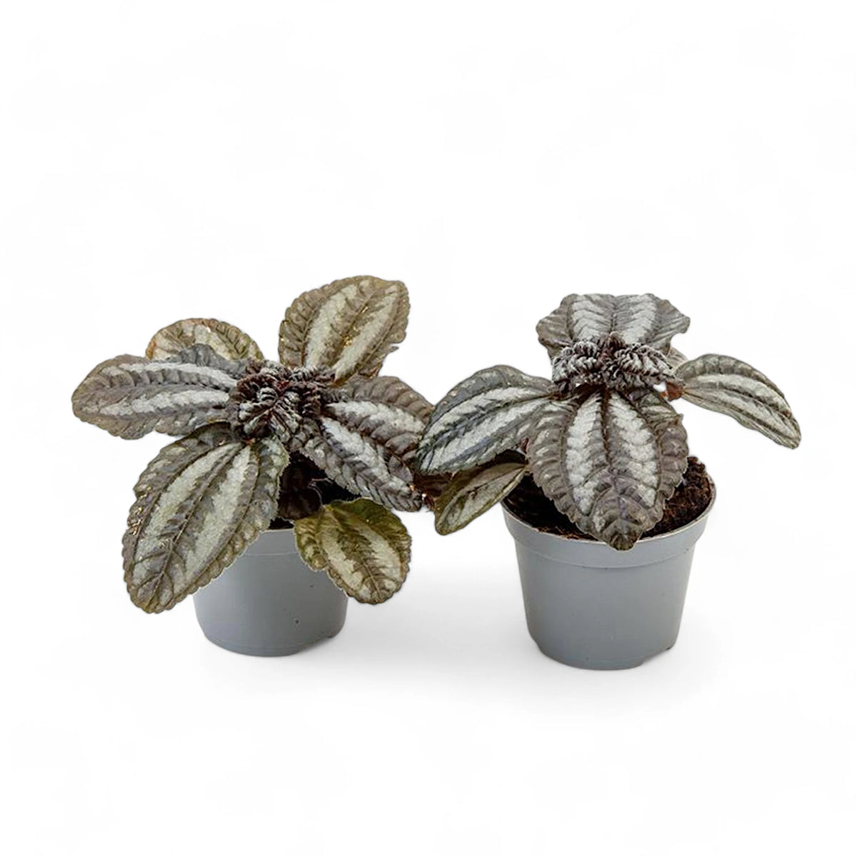 Pilea spruceana 'Norfolk' – Topfpflanze im Kulturtopf vor weißem Hintergrund, Produktfoto 2.