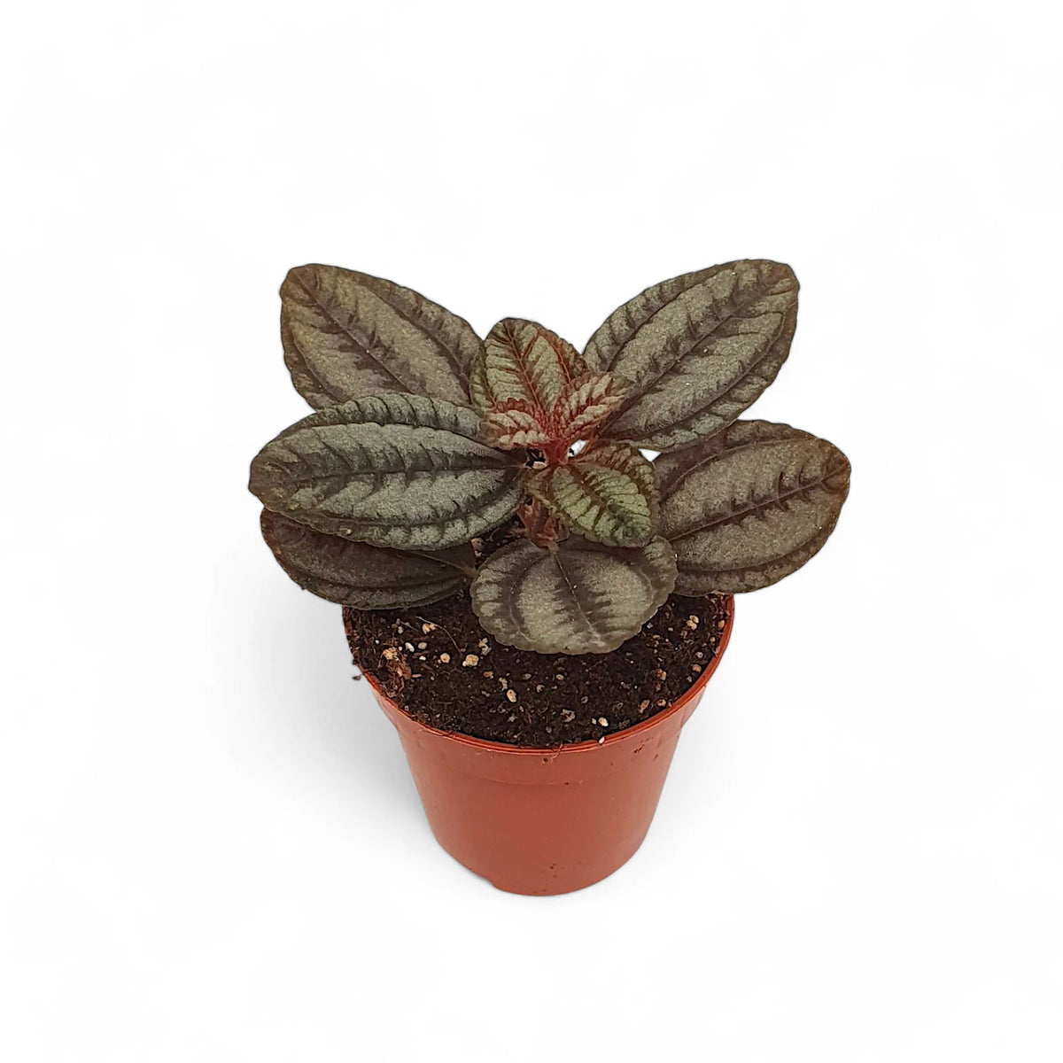 Pilea spruceana 'Norfolk' – Topfpflanze im Kulturtopf vor weißem Hintergrund, Produktfoto 4.