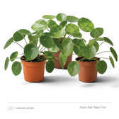 Pflanzenset Pilea Trio: drei Pflanzen mit einfarbigen und gesprenkelten runden Blättern aus schrägem Blickwinkel