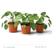 Pflanzenset Pilea Trio mit drei rundblättrigen Pilea-Pflanzen nebeneinander in Kulturtöpfen