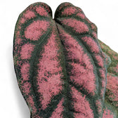 Piper argyrites pink – Blattdetail vor weißem Hintergrund..