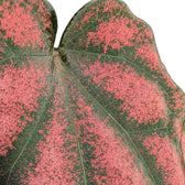 Piper argyrites pink Zimmerpflanze im Anzuchttopf vor weißem Hintergrund, Produktfoto 2.
