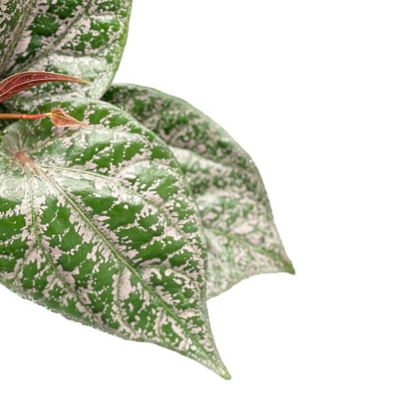 Piper crocatum leaf detail on white background.
