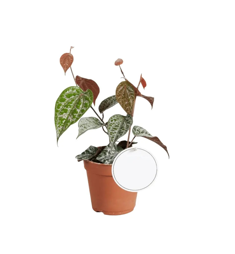 Piper crocatum potted plant in nursery pot on white background.
