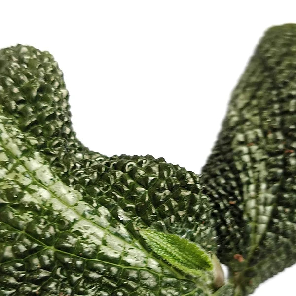 Piper marsupiiferum aff – Blattdetail vor weißem Hintergrund..