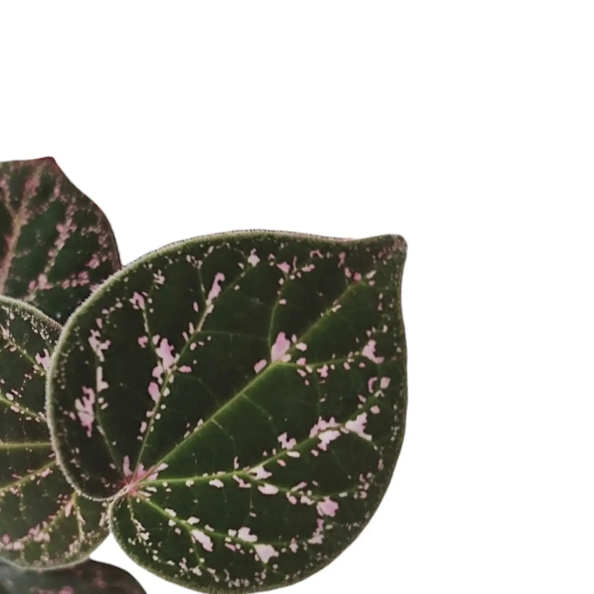 Piper porphyrophyllum leaf detail on white background.