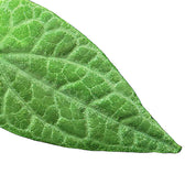 Piper ribesioides – Blattdetail vor weißem Hintergrund..