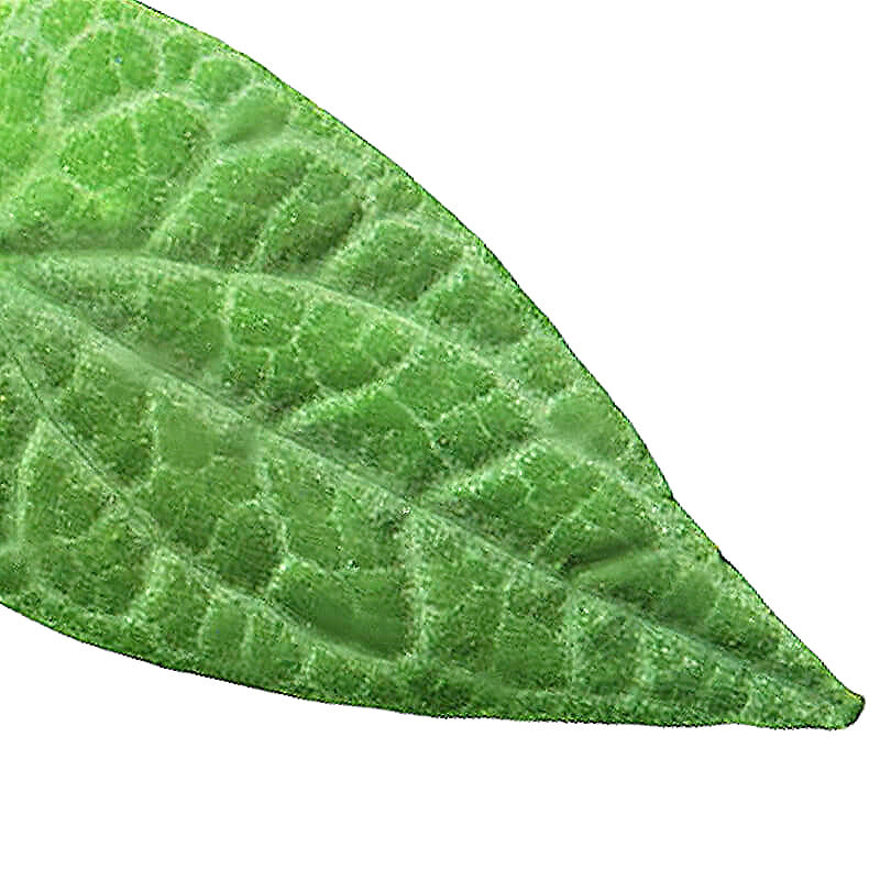 Piper ribesioides – Blattdetail vor weißem Hintergrund..