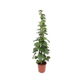 Piper sarmentosum potted plant in nursery pot on white background.