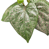 Piper sp. Indonesia 'Pink' – Blattdetail vor weißem Hintergrund..