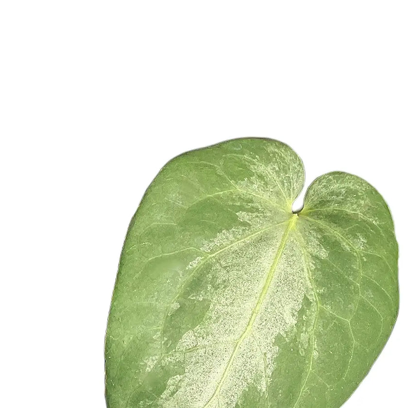 Piper sp. Indonesia 'Silver' close-up of leaf on white background.